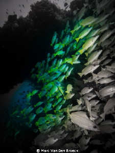 colorblack snappers by Marc Van Den Broeck 